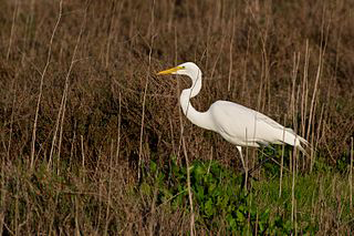 moving to Palo Alto, Baylands Nature Preserve