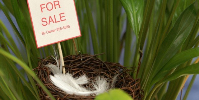 Birds Put Nest For Sale to Move in Spring